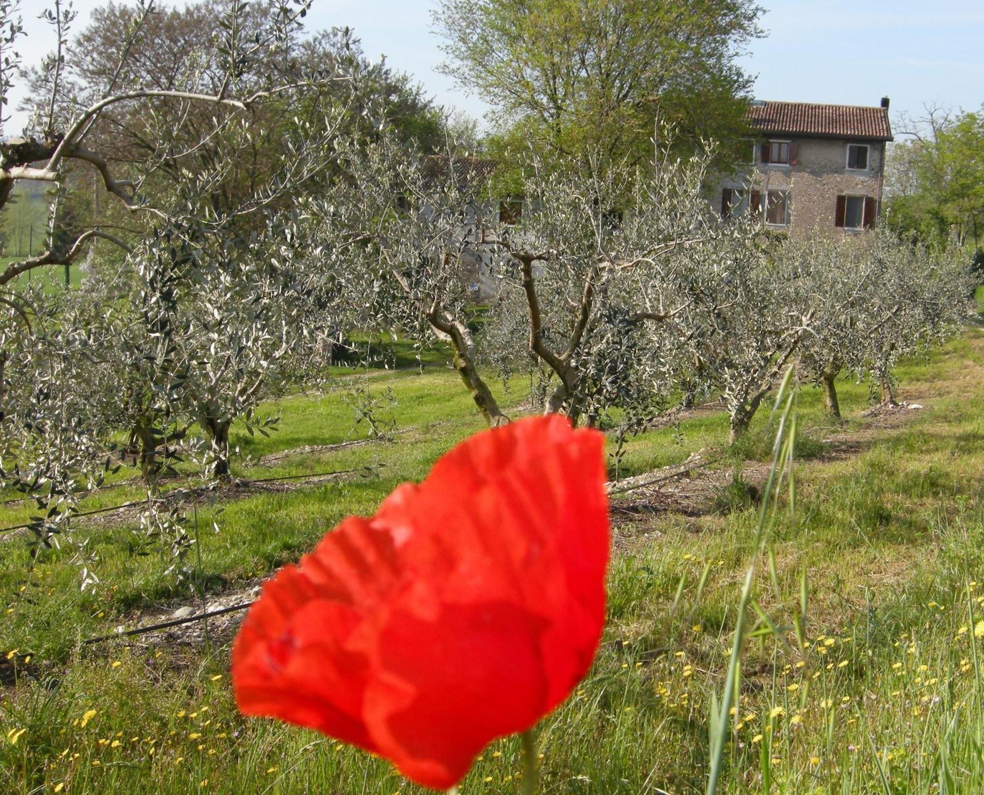 I Vigneti Bed & Breakfast Salionze Екстер'єр фото